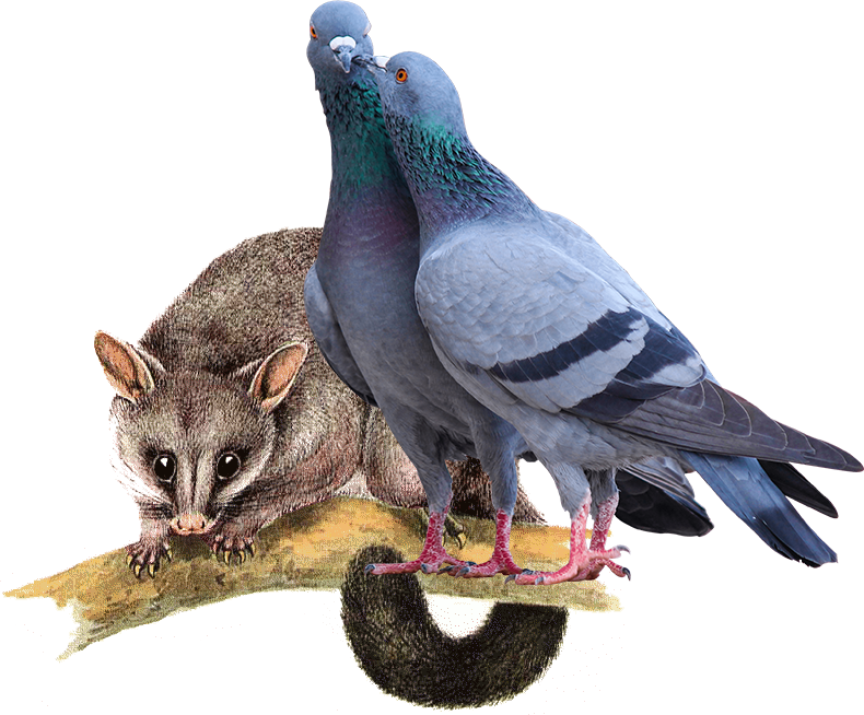 Birdfree Pest Management