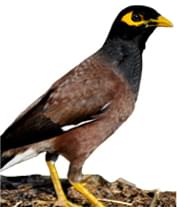 Birdfree Pest Management