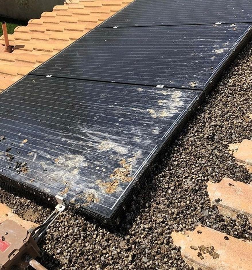 Birdfree Pest Management