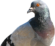 Birdfree Pest Management